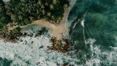 harem hotel cheat code